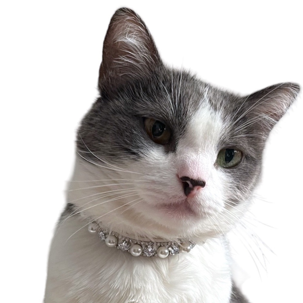 COPY - Boojie Pet Collar